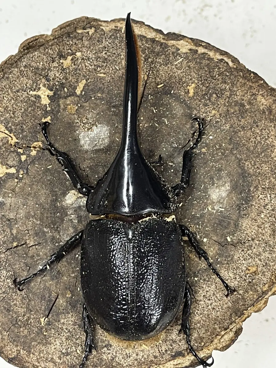 ヘラクレス - クワガタ横丁