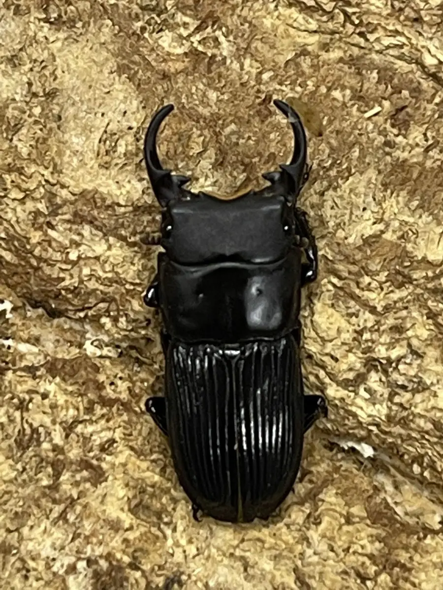 トカラネブトクワガタ 悪石島 22ミリペア - クワガタ横丁