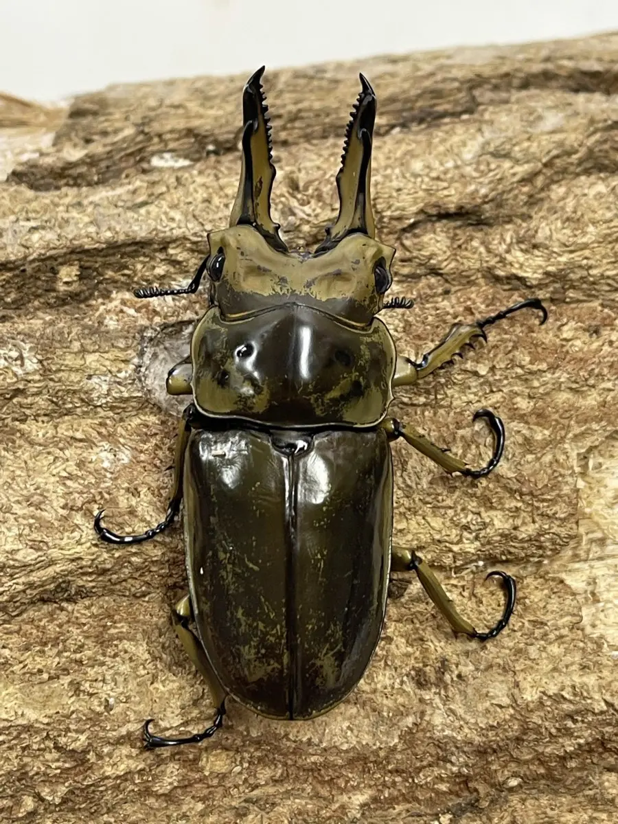 ババオウゴンオニクワガタ 70ミリペア - クワガタ横丁