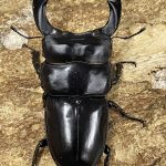 インドアンタエウス サディア 83ミリペア - クワガタ横丁