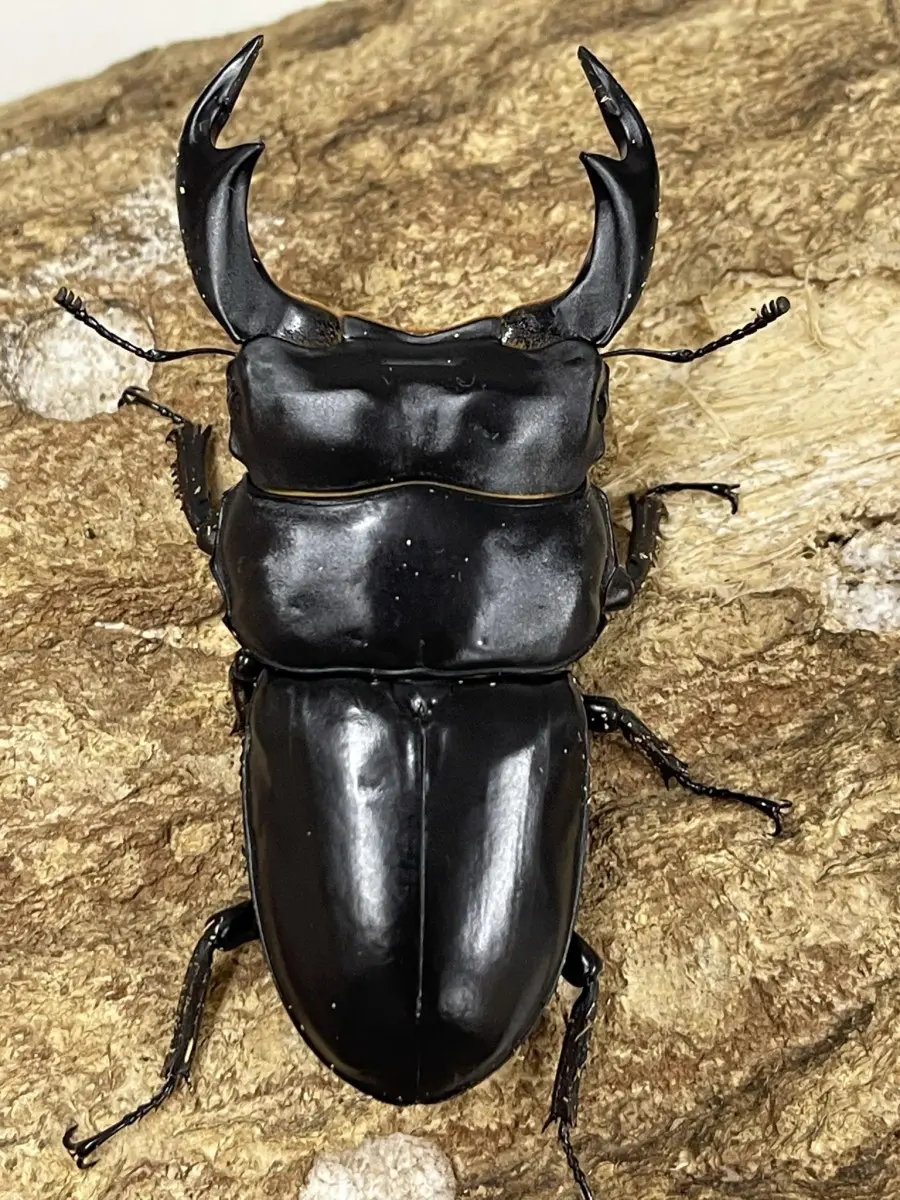 インドアンタエウス サディア 83ミリペア - クワガタ横丁