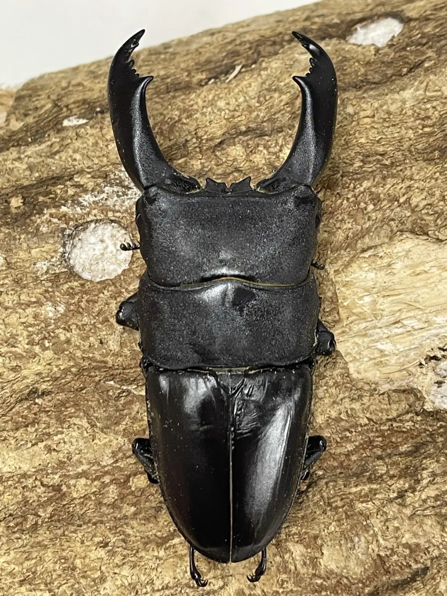 テイオウヒラタ 100ミリペア - クワガタ横丁