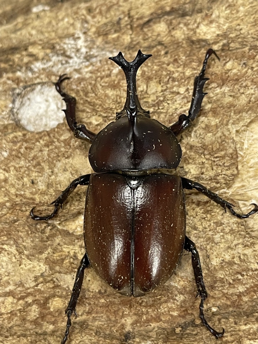 カブトムシ サイズフリー赤ペア クワガタ横丁