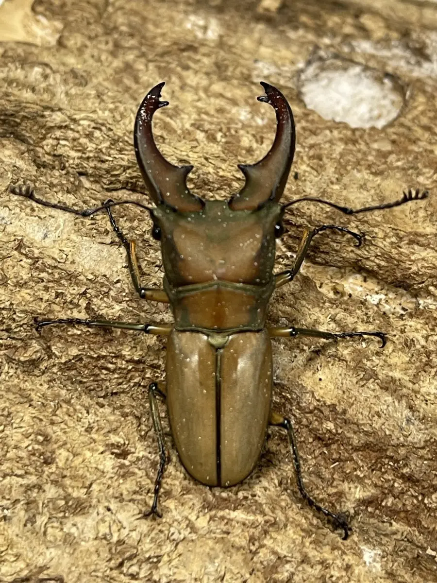 クワガタ セアカフタマタクワガタ ♂78－79mm ペア カブトムシ