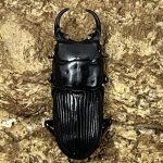 クワガタ Amazon | インセクトランド カブト虫・クワガタ虫カンタン飼育