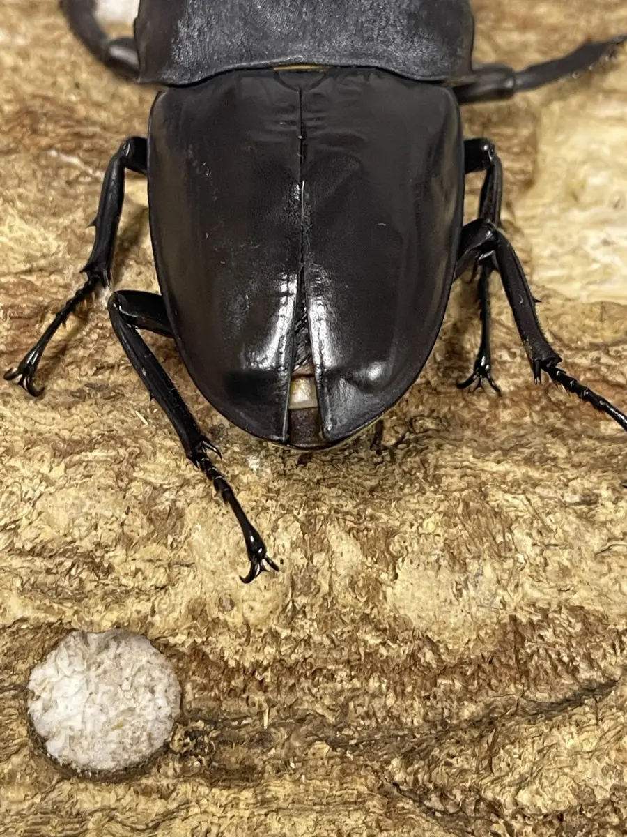 標本 テイオウヒラタ(カマリネス) 野外品 100ミリ 標本