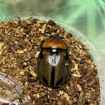 ヨツボシヒナカブト ♀単品 - クワガタ横丁