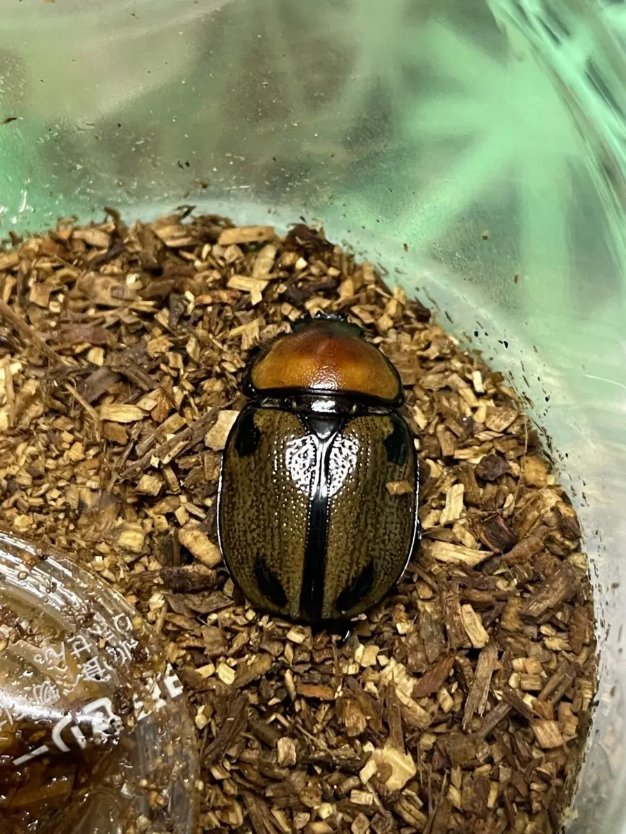 ヨツボシヒナカブト ♀単品 - クワガタ横丁