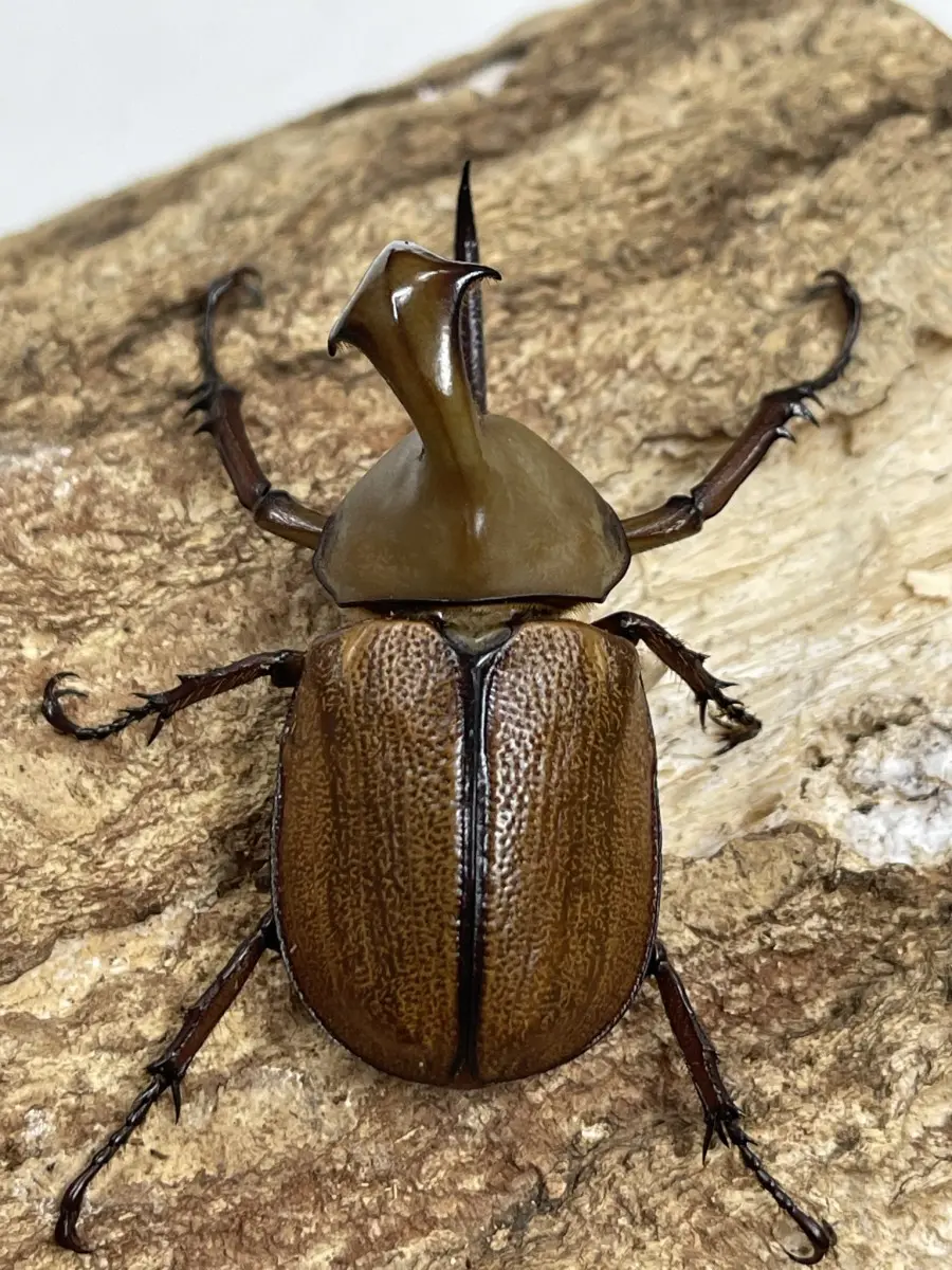 クラビゲールタテヅノカブト 60UPペア - クワガタ横丁