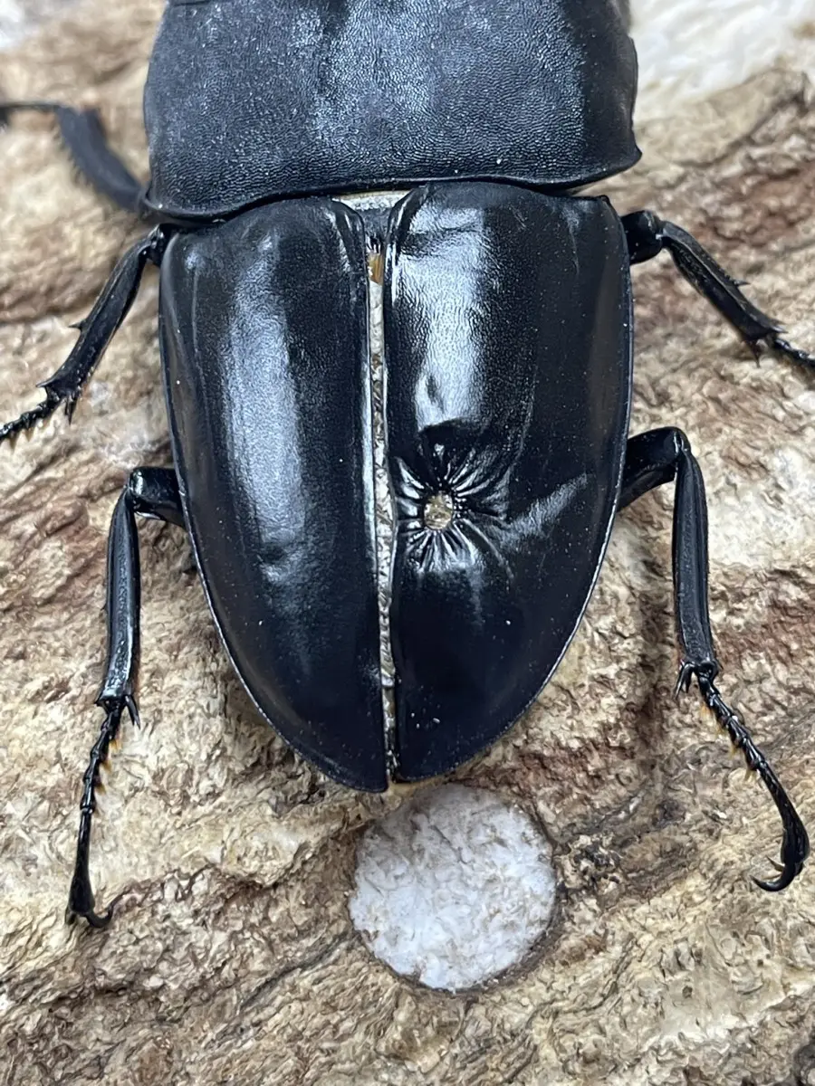カマリネスオオヒラタ 96ミリペア難あり - クワガタ横丁
