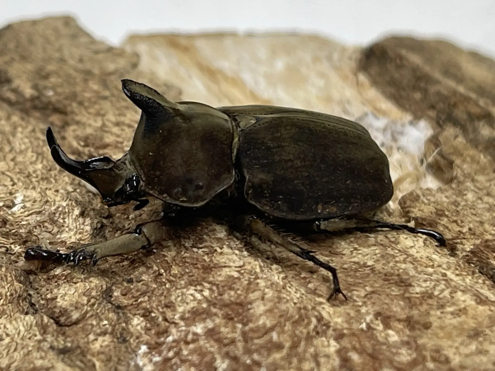 エクアドル産　バックレイエボシヒナカブト　ペア　33mm 30mm エクアドル産 バックレイエボシヒナカブト Lycomedes buckleyi