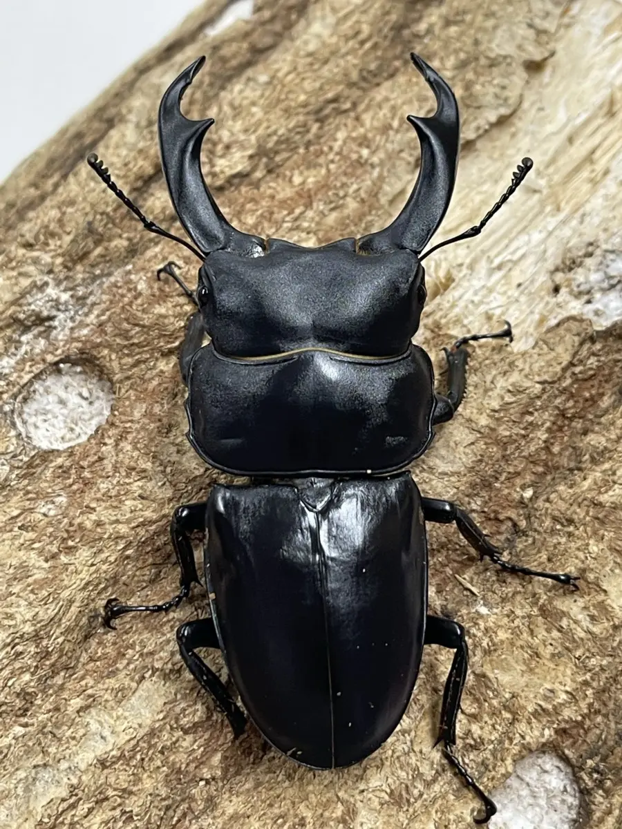 シェンクリングオオクワ 84ミリペアB - クワガタ横丁