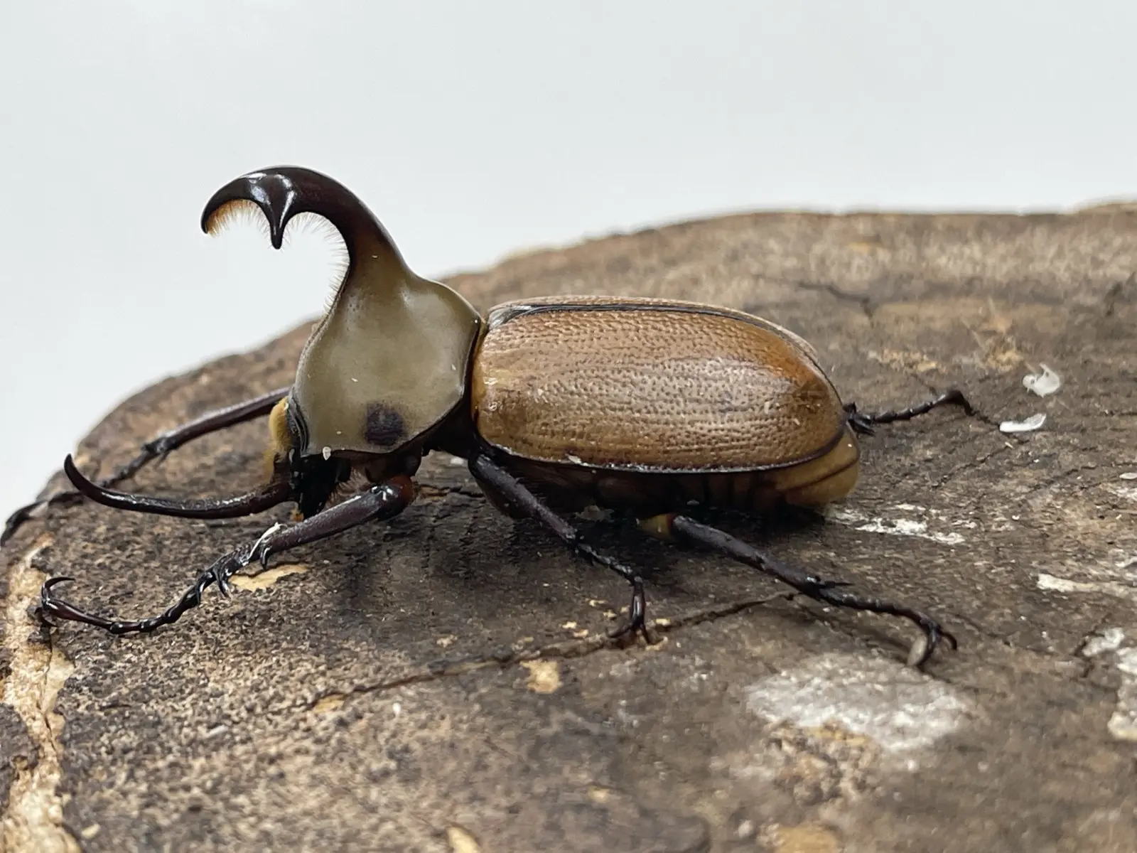 クラビゲールタテヅノカブト 55UPペア - クワガタ横丁