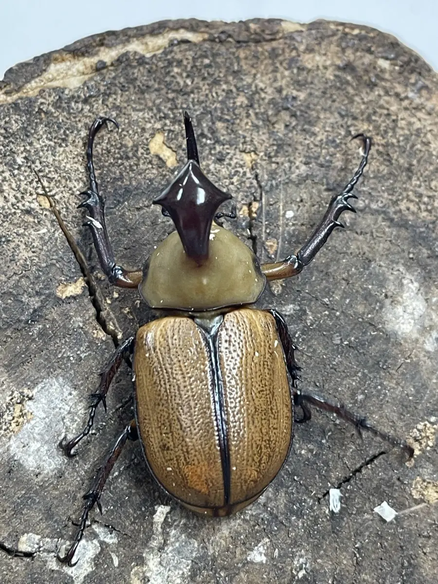 クラビゲールタテヅノカブト 55UPペア - クワガタ横丁
