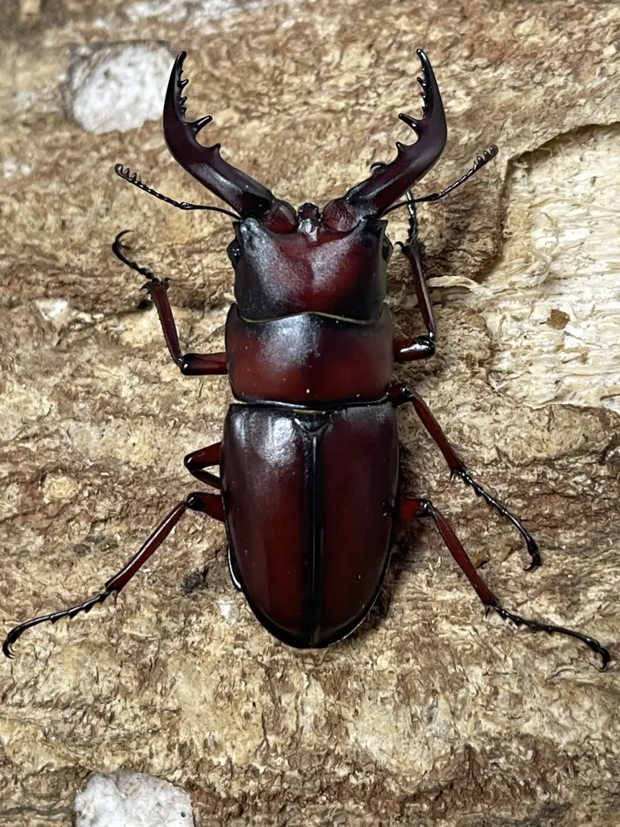 CHヤクシマノコギリ（屋久島）56ミリペア CH様専用ヤクシマノコギリ（屋久島）56ミリペア