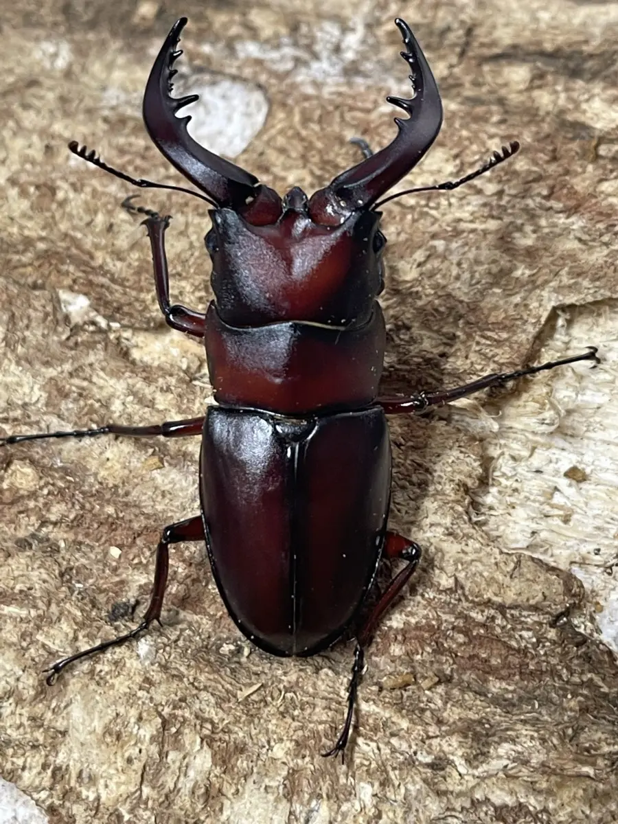 クロシマノコギリ 59ミリペア - クワガタ横丁