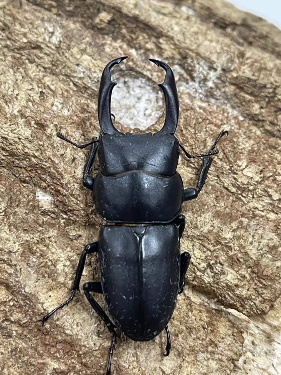 グリコ　ジェットメカ昆虫　クワガタＢ　送料込み グリコ ジェットメカ昆虫 クワガタB 送料込み グリコ ジェット