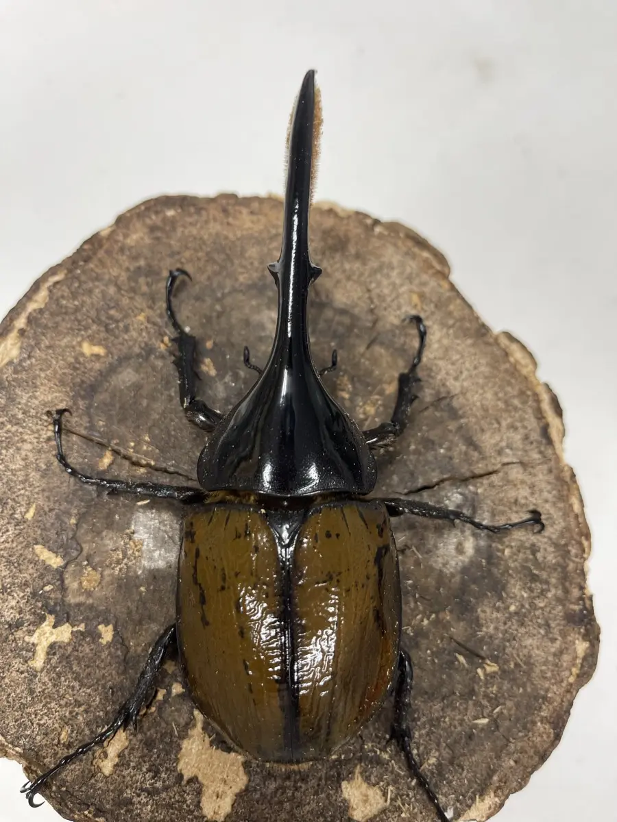 コロンビア産リッキーヘラクレスオオカブト1 WD】《ヘラクレス・リッキー コロンビア産 120mm ペア》 | KPW