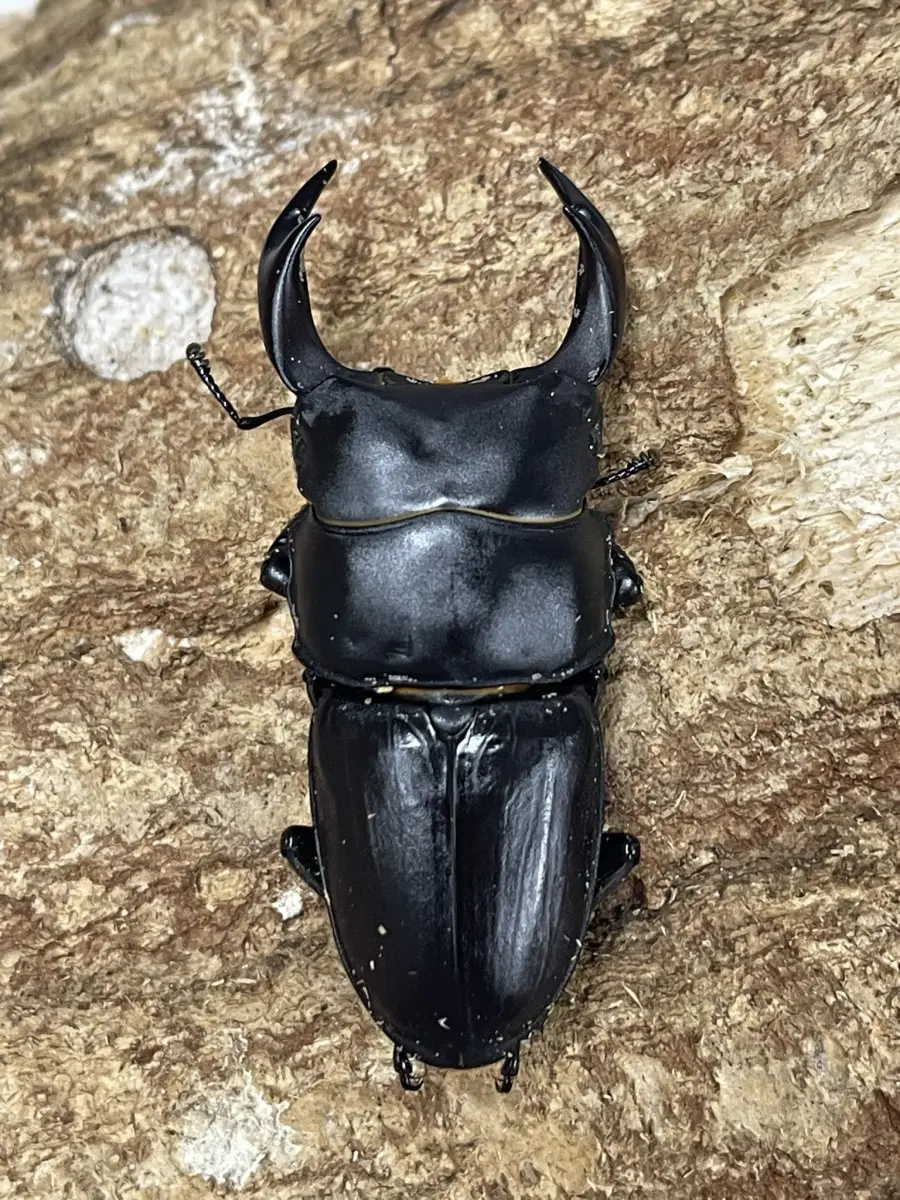 くわがた虫　金属模型　古物 くわがた虫 金属模型 古物 美術品・アンティーク・コレクション