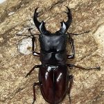 ※ボ−リンフタマタ(バミノル厶)♂野外標本 2016年WILDから累代継続中 最高峰!! Hexarthrius ボーリンバミ