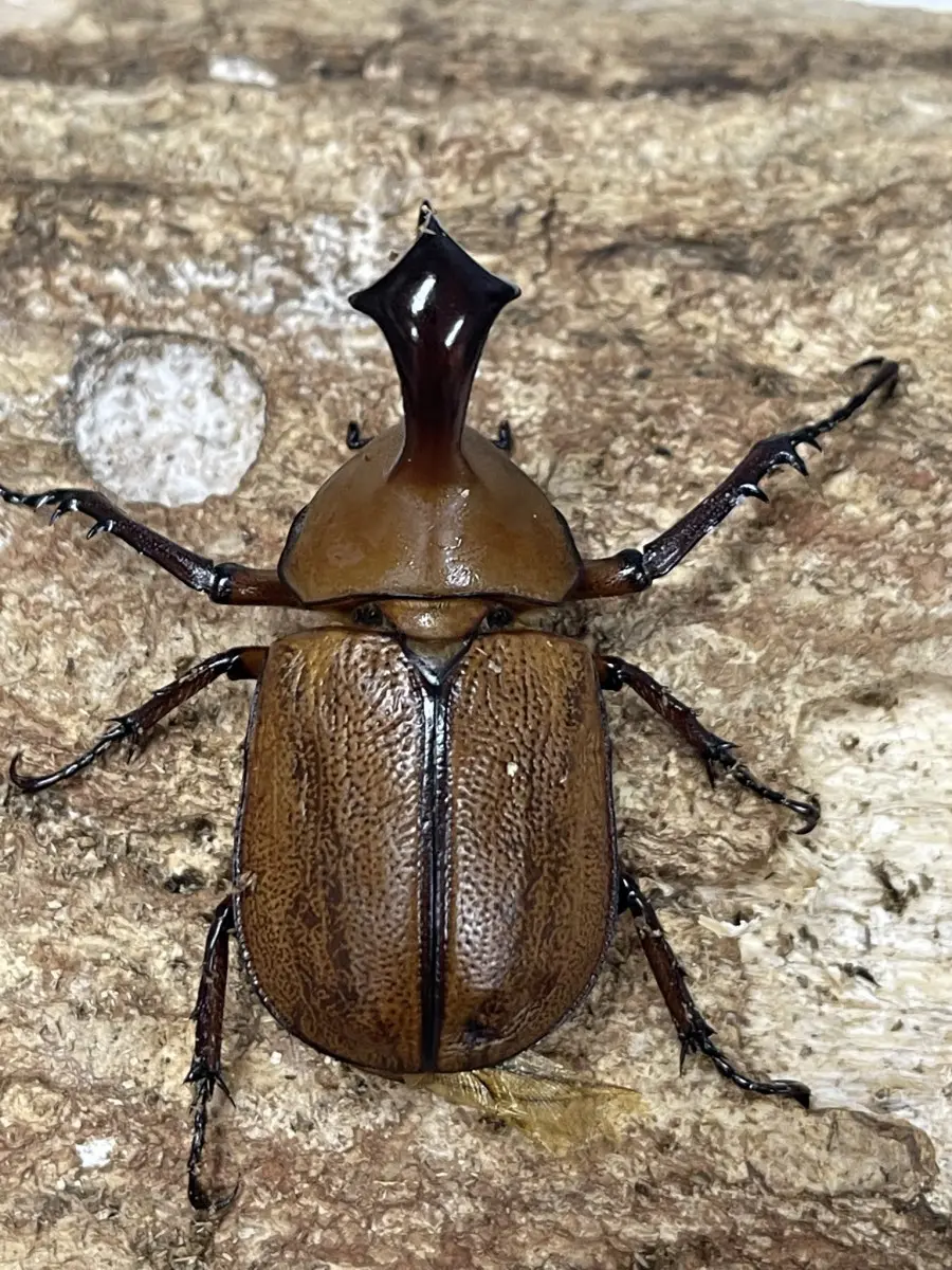 カブトとクワガタ Amazon.co.jp: 激闘 カブト×クワガタ ~あつまれ!たたかう甲虫