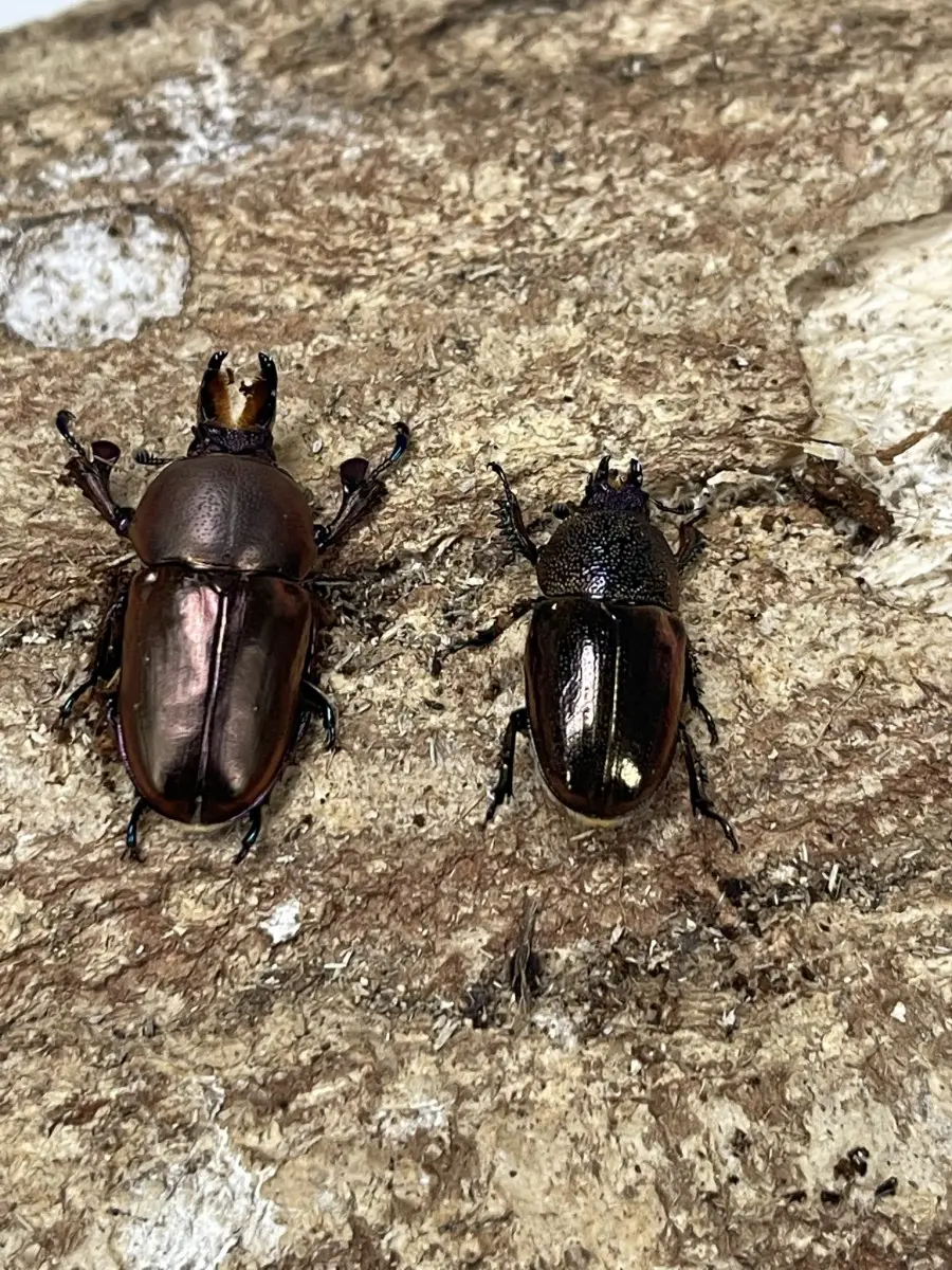 アウラタキンイロ タスマニア ペア - クワガタ横丁