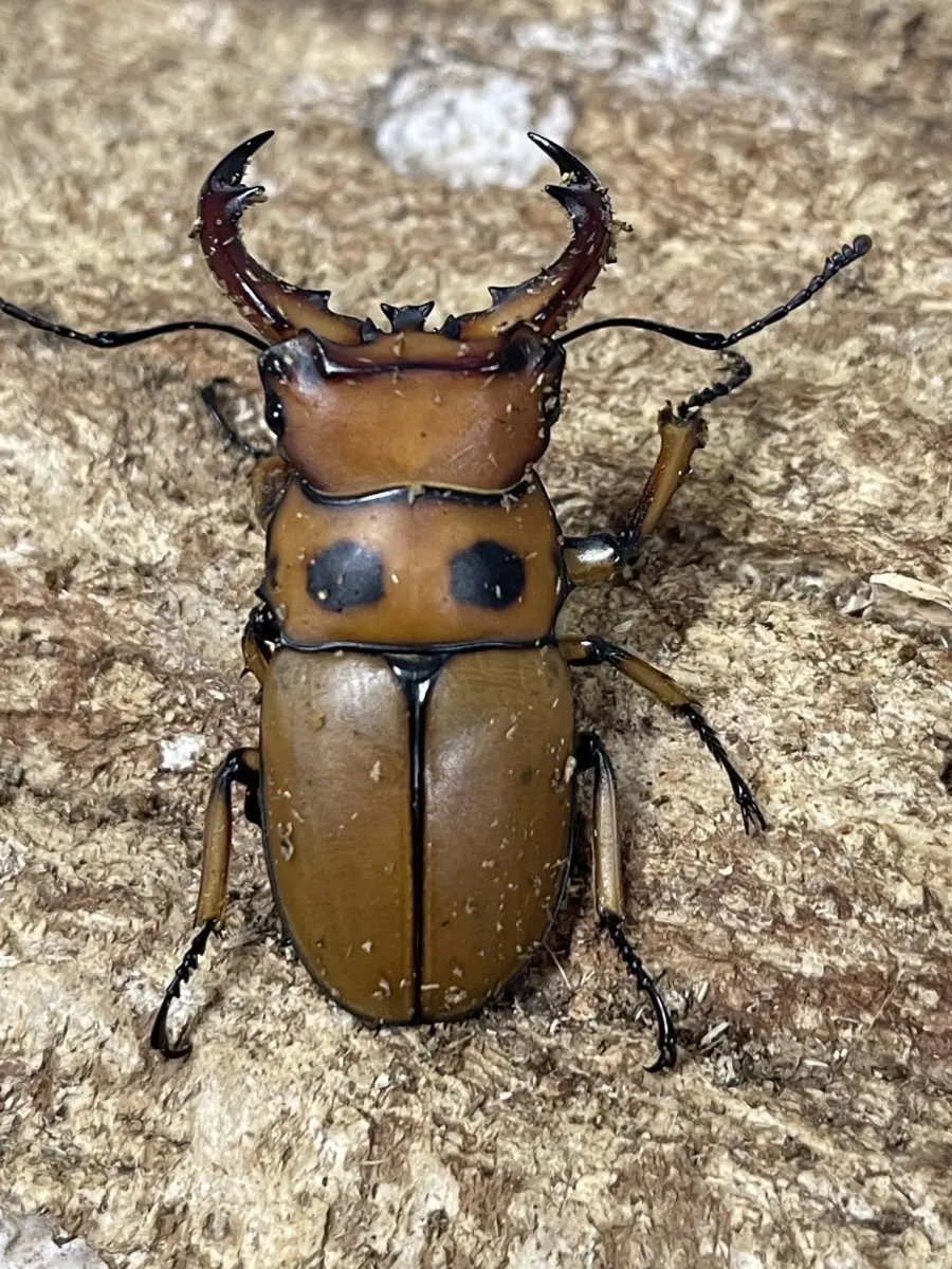 グラディアトールメンガタ 47ミリペア - クワガタ横丁