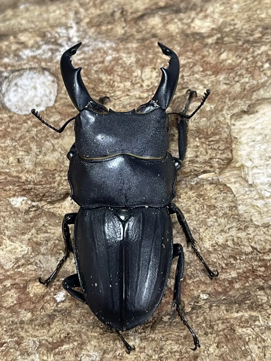 スジブトヒラタ 請島 58ミリペア - クワガタ横丁