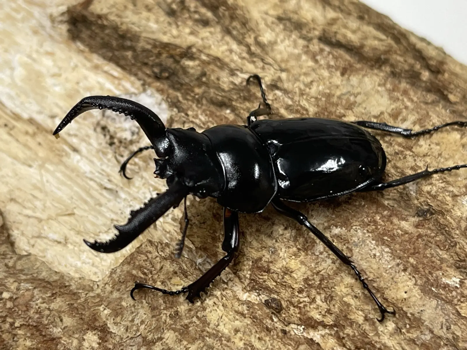 ザウテルニセシカ 51ミリペア - クワガタ横丁