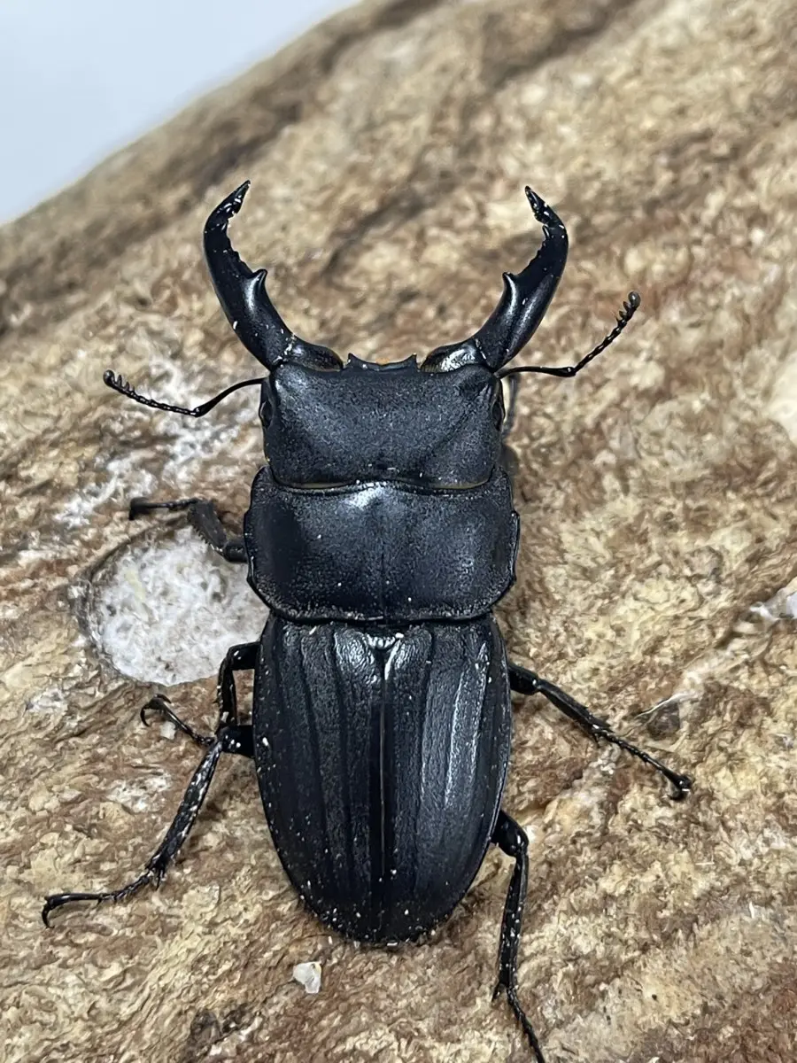 スジブトヒラタ - クワガタ横丁