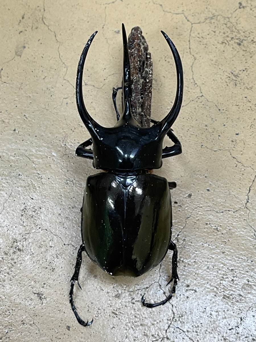 タイリクコーカサスオオカブト １０４ミリペア クワガタ横丁
