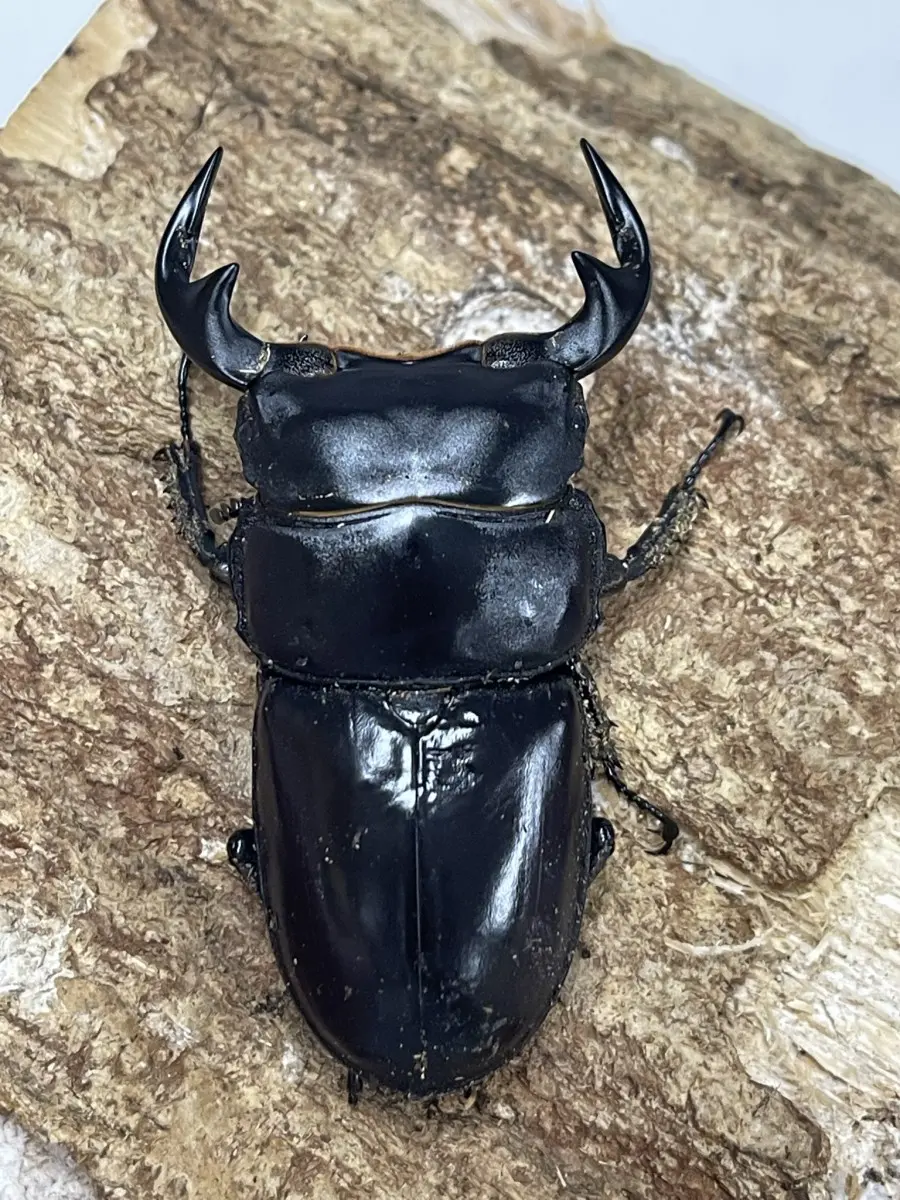 ラオスアンタエウス 72ミリペア - クワガタ横丁