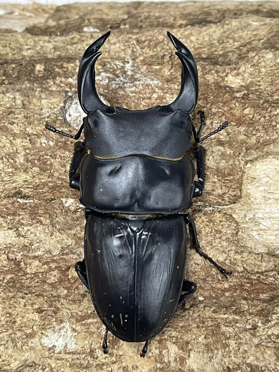 国産オオクワガタ 長崎県対馬 幼虫1頭 - クワガタ横丁