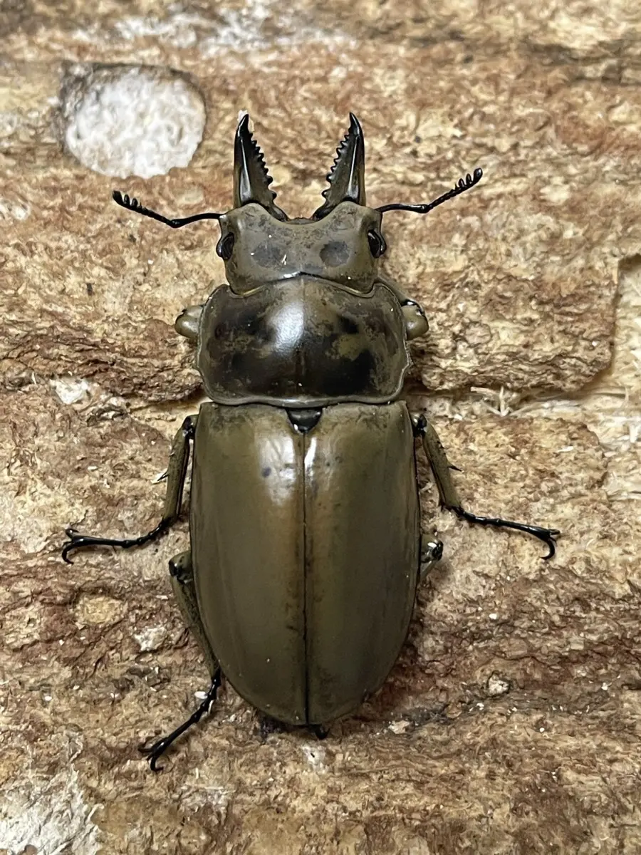 洞窟性のツヤムネハネカクシ 四国産 標本 洞窟性のツヤムネハネカクシ 四国産 標本