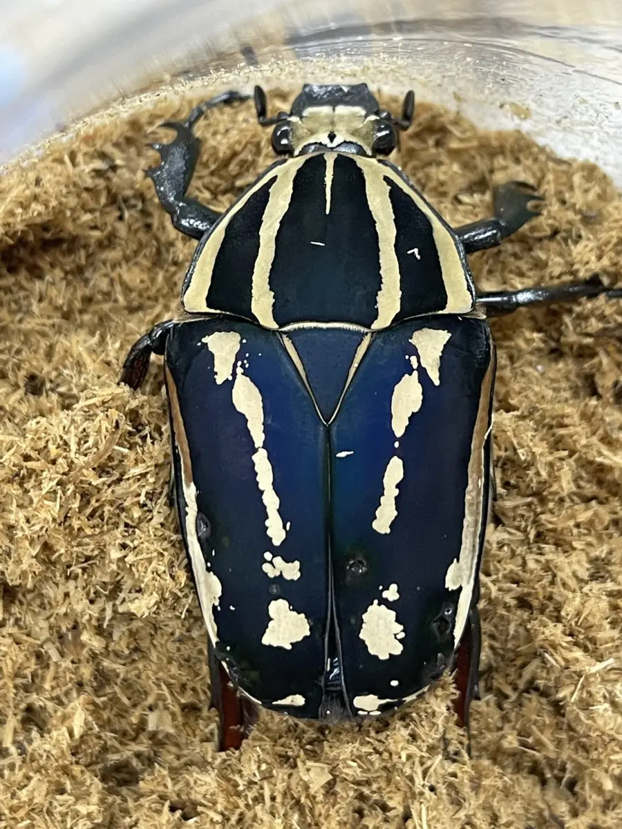クビワオオツノカナブン 60ミリ前後ペア - クワガタ横丁 クビワオオツノカナブン 60ミリ前後ペア - クワガタ横丁