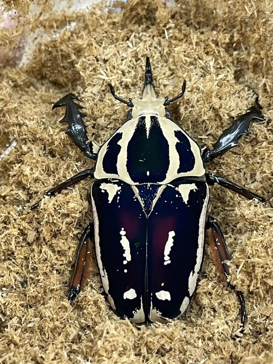 カナブン・ハナムグリ - クワガタ横丁