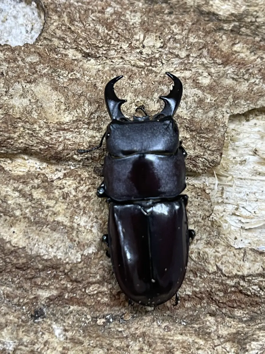 ダイトウヒラタクワガタ 標本 ダイトウヒラタクワガタ 標本 ダイトウ