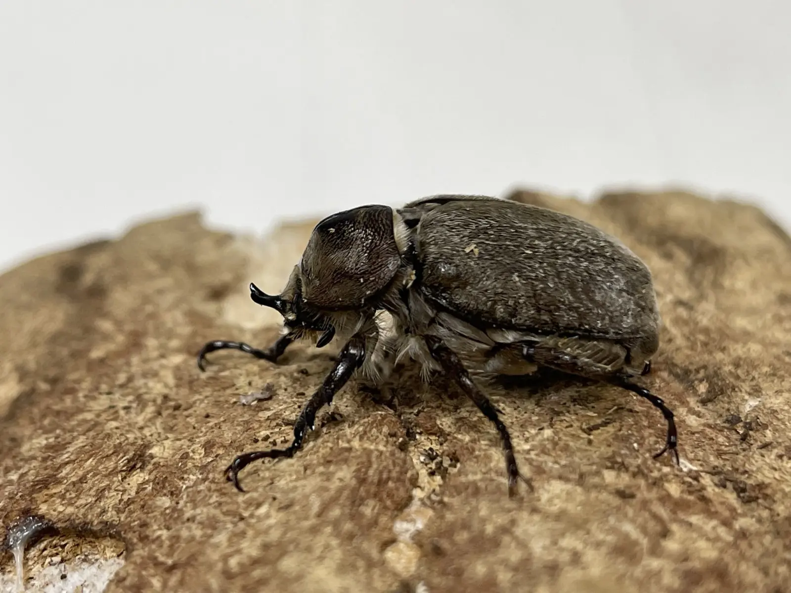 ヨルゲンセンヒメゾウカブト 35ミリペア - クワガタ横丁