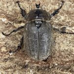 アルゼンチン産 ヨルゲンセンゾウカブト 38mm アルゼンチン産