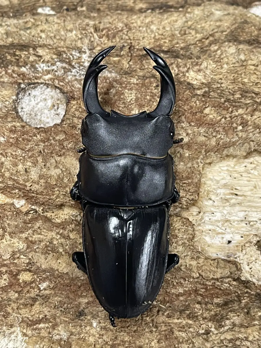 中国ホペイ 四川省 68ミリペア - クワガタ横丁