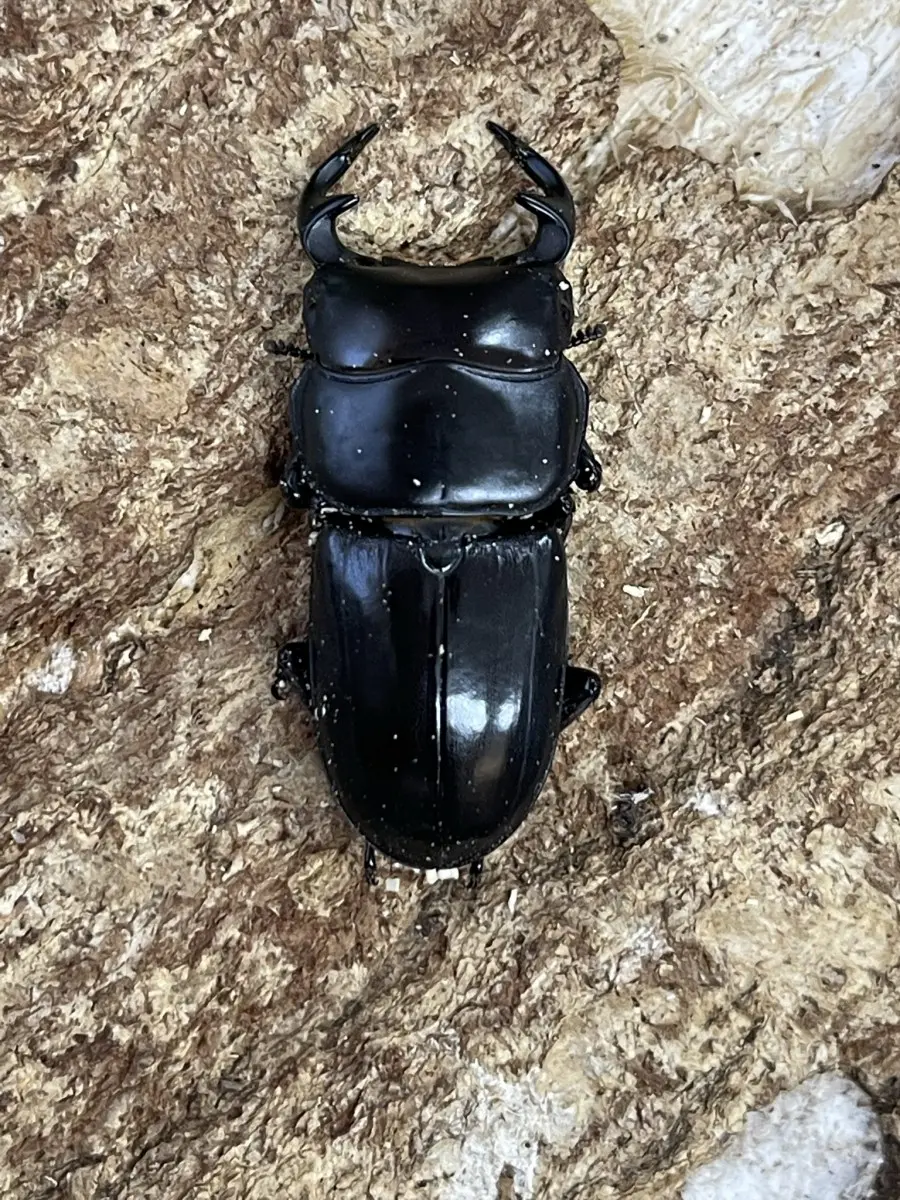 正規品 昆虫標本 （1点もの【昆虫 28mm 大型カザリツノクワガタ
