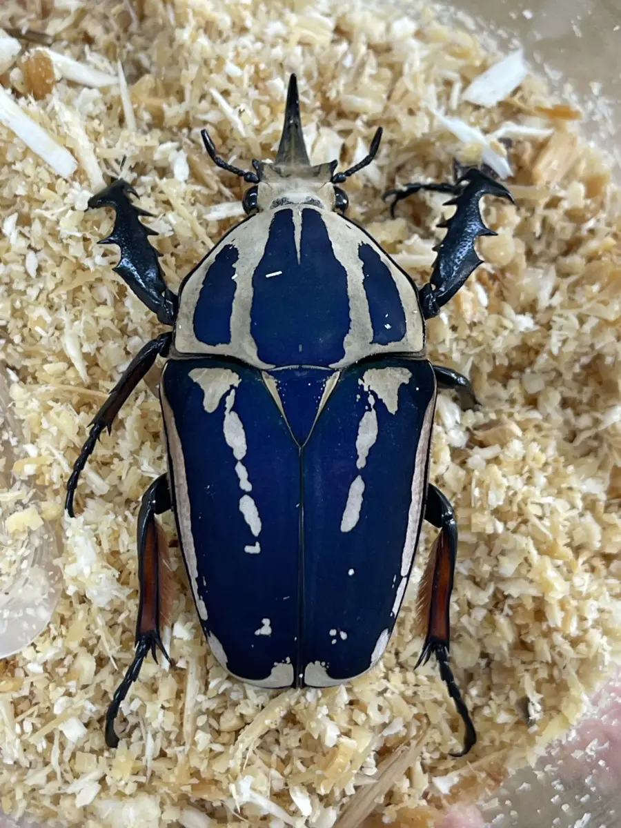 クビワオオツノカナブン 60ミリ前後＋2♀ - クワガタ横丁