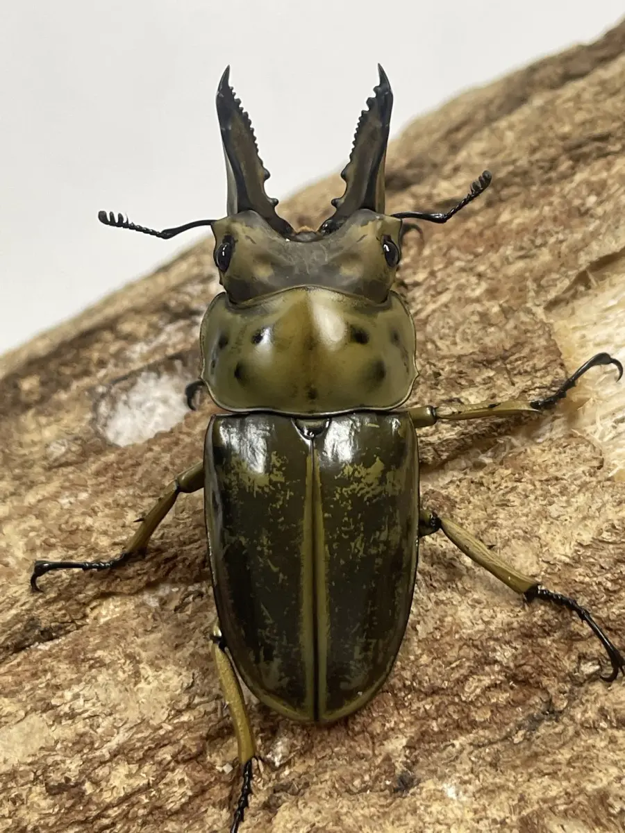 ババオウゴンオニクワガタ 60ミリペア - クワガタ横丁