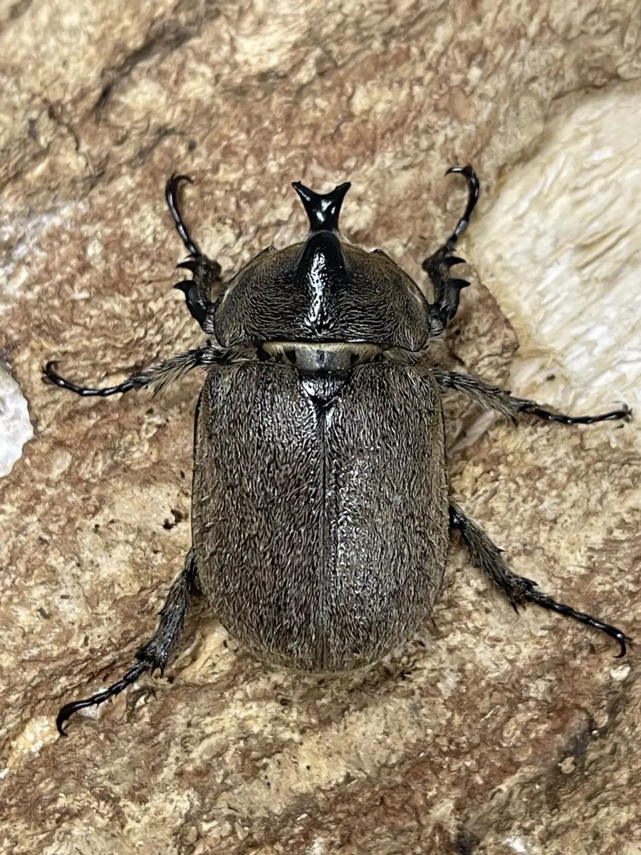 ヨルゲンセンヒメゾウカブト 40ミリペア - クワガタ横丁
