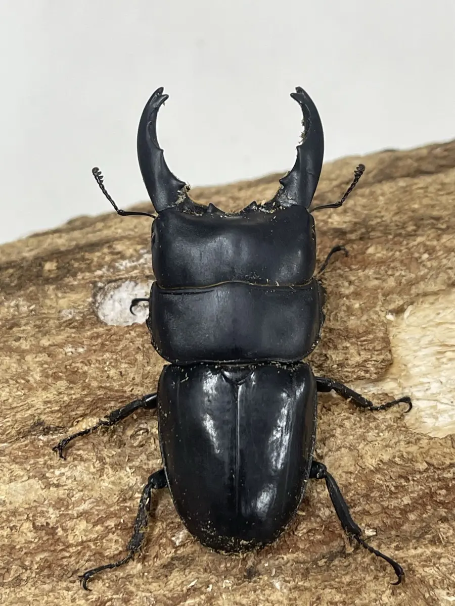 昆虫標本 かる クワガタ ワイルド個体 WD wd <0211z標本> 