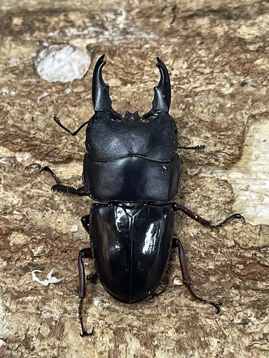 デタニヒラタ WD 50ミリペア - クワガタ横丁