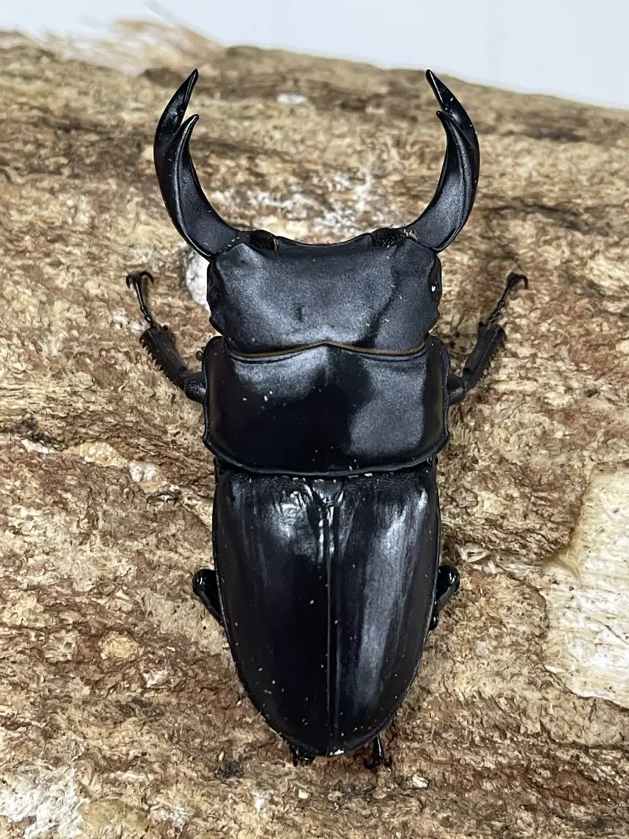 北海道産 WDオオクワガタ ♀単②