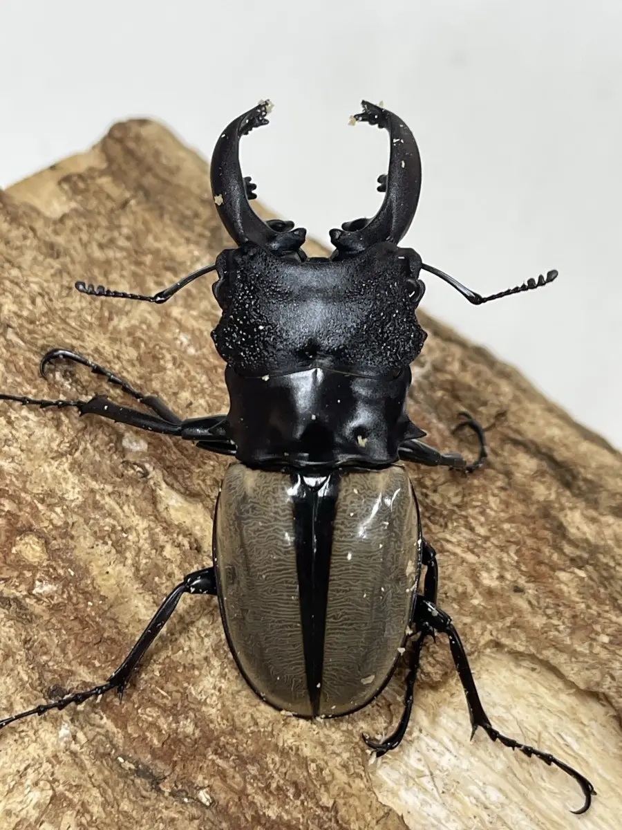 ルデキン - クワガタ横丁