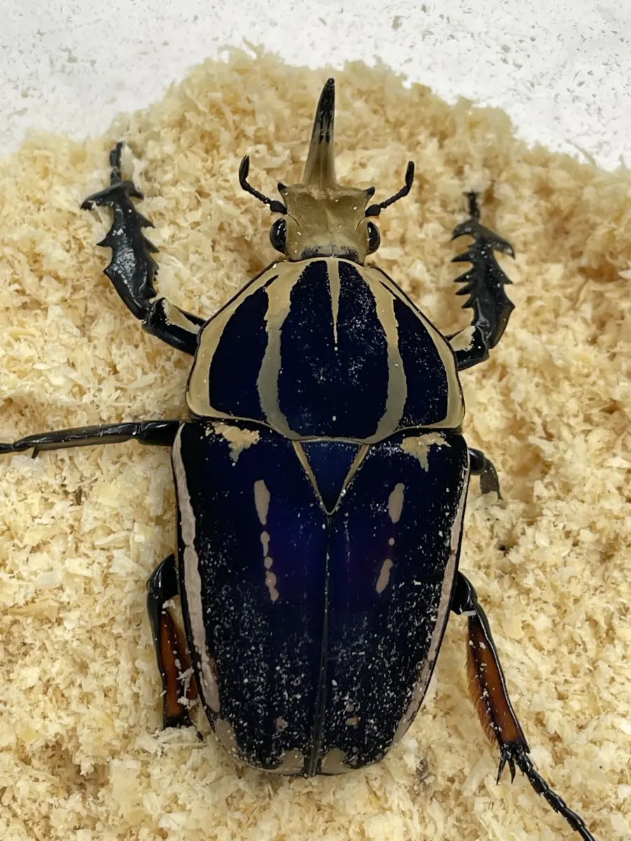 標本 特大クビワオオツノカナブン トルクアータ 昆虫標本 - メルカリ
