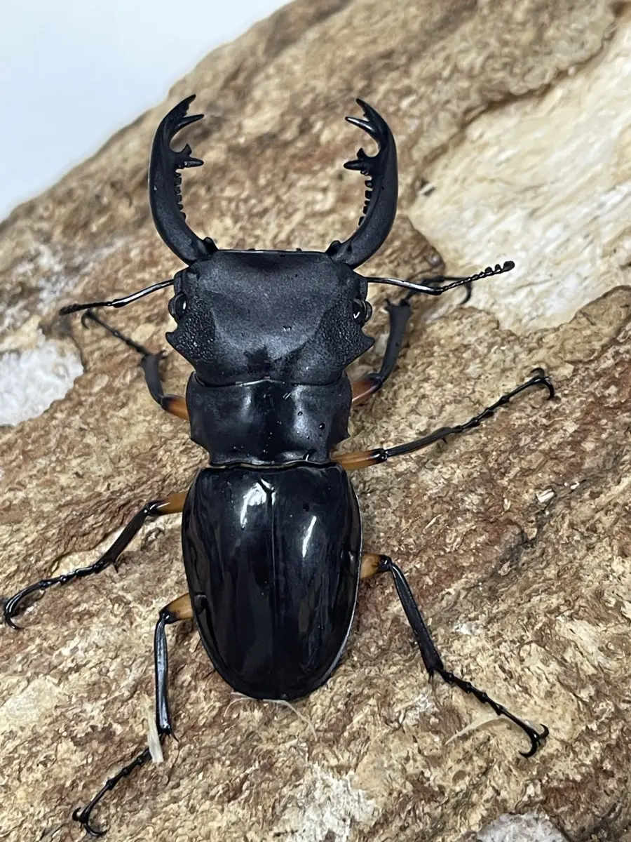 ホーム - クワガタ横丁